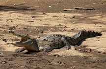 Tamarind Mangrove Tour and Wildlife Watching
