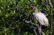 Tamarind Mangrove Tour and Wildlife Watching