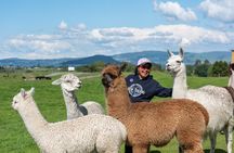 Rotorua Farm & Forest Private Tour from Auckland