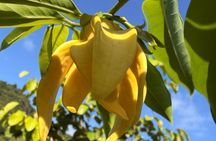 Soma Garden All Inclusive Tropical Fruit Farm Tour