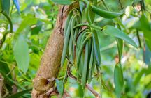 Private Zanzibar Stone Town Walking Tour & Spice Farm