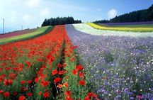Hokkaido Farm Tomita, Shikisai Oka, Waterfall, Blue Pond Day Tour