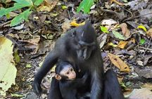 North Sulawesi and Gorontalo Tour Experience