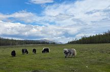 5 Day Treasures of Central Mongolia