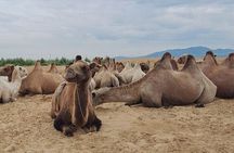 5 Day Treasures of Central Mongolia