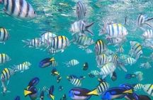 Zanzibar Blue Lagoon Snorkeling Star Fish Sandbank and Magrove