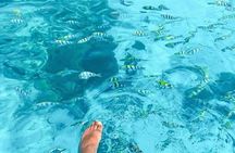 Zanzibar Blue Lagoon Snorkeling Star Fish Sandbank and Magrove