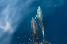 Golfo Aranci group day : all inclusive yacht with dolphins