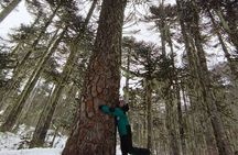 Andean Lakes Day Trip Villarrica National Park