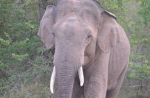 Yala Safari Full Day Safari Tour