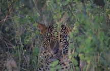 Yala Safari Full Day Safari Tour