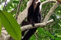 Caribbean Expedition Cahuita National Park Tortuguero Maratopia