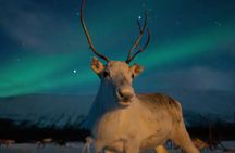 Reindeer feeding & Sámi Culture with chance for Northern Lights