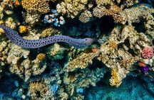 Safaga Full-Day Snorkeling Private Beach with Lunch & Transfers