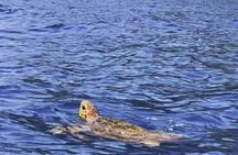 Kayak & snorkel in Los Cristianos