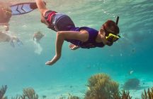 Coral Reef Snorkel Tour with Marine Biologists Videos Included