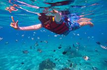 Coral Reef Snorkel Tour with Marine Biologists Videos Included