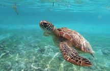 Coral Reef Snorkel Tour with Marine Biologists Videos Included