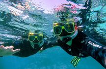 Coral Reef Snorkel Tour with Marine Biologists Videos Included