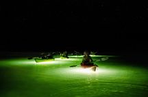 Night Mangrove Kayak Tour