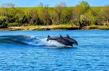 2 Hours Dolphin Eco Tour