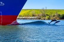 2 Hours Dolphin Eco Tour