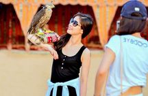 VIP Desert Safari, Pick/Drop, Camel Ride, Quad bike, Dinner,Shows