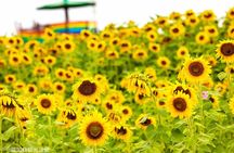 Yokabus Fukuoka Hiyoko Sweets Factory & Seasonal Fruit Picking