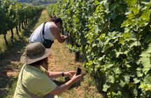 Small-Group Wine Tasting Experience in the Tuscan Countryside