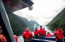 Tofino Whale Watching Adventure: Gray, Humpback and Orcas