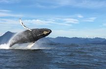Tofino Whale Watching Adventure: Gray, Humpback and Orcas