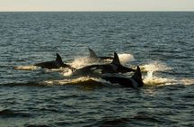 Tofino Whale Watching Adventure: Gray, Humpback and Orcas