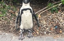 Half Day Cape Peninsula Tour Penguins Old Lighthouse and Sunset