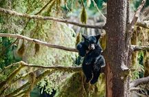 Ketchikan Black Bear Express