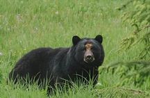 Ketchikan Black Bear Express