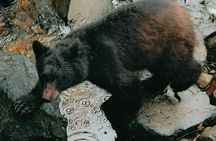 Ketchikan Black Bear Express