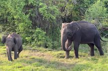 Minneriya National Park Private Jeep Safari Halfday with Pickup
