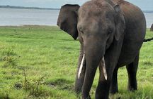 Minneriya National Park Private Jeep Safari Halfday with Pickup