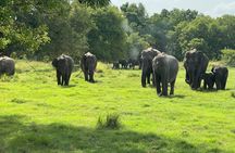 Minneriya National Park Private Jeep Safari Halfday with Pickup