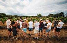 Sunset Wine Walk & Dinner at Etna Urban Winery