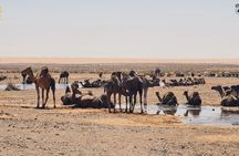 Ksar Ghilane and Matmata Check-out from Djerba