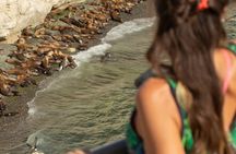 City Tour and Sea Lions at Punta Loma from Puerto Madryn