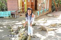Roatan chocolate and rum company tour with optional stops