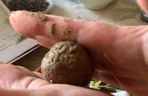 Make Your Own Tahoe Incense from Pine Resin & Wild Herbs