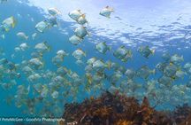 Guided Snorkel Tours in Sydney's Cabbage Tree Bay