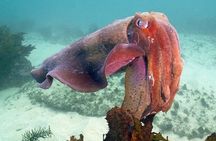 Guided Snorkel Tours in Sydney's Cabbage Tree Bay