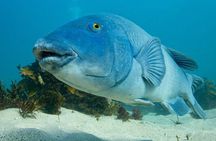 Guided Snorkel Tours in Sydney's Cabbage Tree Bay