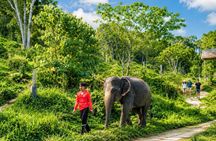 Phuket Half-Day Elephant Observation Tour with Lunch & Transfer