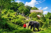 Phuket Half-Day Elephant Observation Tour with Lunch & Transfer