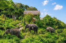 Phuket Elephant Observation Walk with Hotel Transfer